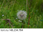 Козлобородник луговой (лат. Tragopogon pratensis),  двулетнее травянистое растение из рода Козлобородник семейства Астровые, Тульская область, Россия.. Стоковое фото, фотограф Андрей Цыганков / Фотобанк Лори
