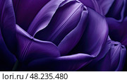 unfurling purple tulip background ai generated. Стоковое AI-изображение, AI-художник Vectorwin / Фотобанк Лори