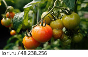 potassium plant deficiency ai generated. Стоковое AI-изображение, AI-художник Vectorwin / Фотобанк Лори