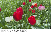 Красные и белые тюльпаны распустились в теплый солнечный день. red and white tulips bloomed on a warm sunny day. Стоковое видео, видеограф Соболева Наталия / Фотобанк Лори
