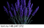 elegant lavender black background ai generated. Стоковое AI-изображение, AI-художник Vectorwin / Фотобанк Лори