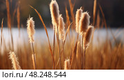 brown cattail plant ai generated. Стоковое AI-изображение, AI-художник Vectorwin / Фотобанк Лори