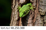 gecko camouflage green ai generated. Стоковое AI-изображение, AI-художник Vectorwin / Фотобанк Лори