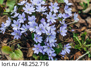 A clump of beautiful blue liverwort (Hepatica nobilis), one of spring's most magnificent flowers. Стоковое фото, фотограф Ольга Сейфутдинова / Фотобанк Лори