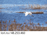 A graceful white heron in flight over a tranquil wetland landscape. Стоковое фото, фотограф EugeneSergeev / Фотобанк Лори