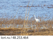 Elegant great white egret wading through dense marshland. Стоковое фото, фотограф EugeneSergeev / Фотобанк Лори