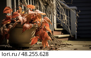 porch wilted plant ai generated. Стоковое AI-изображение, AI-художник Vectorwin / Фотобанк Лори