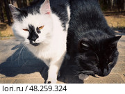 Два кота, чёрный и бело-чёрный. Бездомные коты. Кошки. Животные. Домашние животные. Стоковое фото, фотограф Зинаида Никитенко / Фотобанк Лори