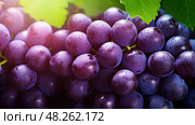 ripe pip grape background ai generated. Стоковое AI-изображение, AI-художник Vectorwin / Фотобанк Лори