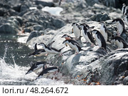 Chinstrap Penguins coming to the water. Стоковое фото, фотограф Vladimir / Фотобанк Лори
