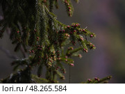 Еловые красные почки набухают на ветках. Стоковое фото, фотограф Елизавета Атаманова / Фотобанк Лори
