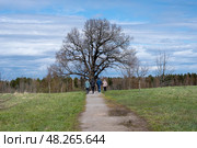Дуб черешчатый (Quercus robur L.) - памятник живой природы всероссийского значения. Люди идут к дубу. Деревня Ириновка во Всеволожском районе Ленинградской области. Редакционное фото, фотограф Румянцева Наталия / Фотобанк Лори
