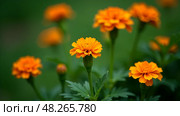 In the heart of spring, lush garden comes alive with vibrant orange marigold flowers. These stunning blooms stand out magnificently against a soft, blurred green backdrop, creating a picturesque scene. Стоковое AI-изображение, AI-художник Анна Сивакова / Фотобанк Лори