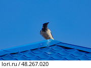 Большая ворона сидит на коньке крыши дома. Стоковое фото, фотограф Илья Юрукин / Фотобанк Лори