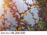 Цветение красного барбариса оттавского (berberis ottawensis) Superba. Стоковое фото, фотограф Евгения Золкина / Фотобанк Лори