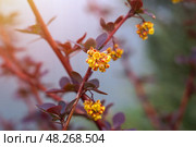 Красный барбарис оттавский (berberis ottawensis) Superba цветет желтыми цветами на длинных стеблях. Стоковое фото, фотограф Евгения Золкина / Фотобанк Лори