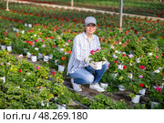 European woman farmer examines pelargonium. Стоковое фото, фотограф Яков Филимонов / Фотобанк Лори