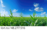 crops nitrogen element ai generated. Стоковое AI-изображение, AI-художник Vectorwin / Фотобанк Лори