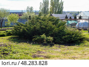 Огромный раскидистый можжевельник казацкий (Juniperus sabina) на фоне сада и построек. Стоковое фото, фотограф Евгения Золкина / Фотобанк Лори