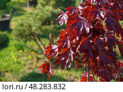 Красный клен сорта Royal Red (Роял Ред) на фоне других растений. Стоковое фото, фотограф Евгения Золкина / Фотобанк Лори