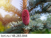 Яркая розовая шишка на ветках голубой ели Picea asperata (ель шероховатая) Стоковое фото, фотограф Евгения Золкина / Фотобанк Лори