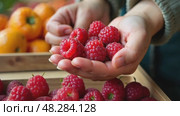 Woman buy raspberry market, close-up hands, berries emporium. AI Generative. Стоковое AI-видео, аниматор Spirit River / Фотобанк Лори