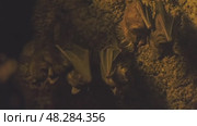 Bats hanging in cave. Стоковое видео, видеограф Михаил Коханчиков / Фотобанк Лори