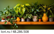 vibrant golden pothos ai generated. Стоковое AI-изображение, AI-художник Vectorwin / Фотобанк Лори