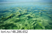 floating filamentous algae ai generated. Стоковое AI-изображение, AI-художник Vectorwin / Фотобанк Лори