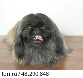 Собака пекинес с чёрной мордой, смотрит в камеру, высунув язык. A Pekingese dog with a black muzzle looks at the camera with its tongue hanging out. Стоковое фото, фотограф Наталья Пеньшина / Фотобанк Лори