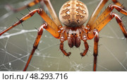 closeup brown widow spider ai generated. Стоковое AI-изображение, AI-художник Vectorwin / Фотобанк Лори