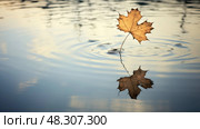 refection l leaf. Стоковое AI-изображение, AI-художник Vectorwin / Фотобанк Лори