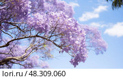 petals jacaranda trees ai generated. Стоковое AI-изображение, AI-художник Vectorwin / Фотобанк Лори