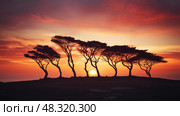grove group of trees ai generated. Стоковое AI-изображение, AI-художник Vectorwin / Фотобанк Лори