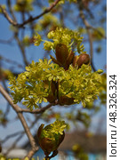 The flower buds of the holly maple are blooming (lat. Acer platanoides). Holly maple is a woody plant species of the genus Maple (Acer) of the Sapindaceae family. Стоковое фото, фотограф Андрей Жигальцов / Фотобанк Лори