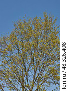 The flower buds of the holly maple are blooming (lat. Acer platanoides). Holly maple is a woody plant species of the genus Maple (Acer) of the Sapindaceae family. Стоковое фото, фотограф Андрей Жигальцов / Фотобанк Лори