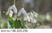 Snowdrops Flowers Spring: Snowdrops bloom in nature during early spring, signaling new growth and warmer weather. Стоковое видео, видеограф svetograph / Фотобанк Лори