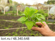 man holds nettle plant in his hand. Burns on body from nettle dioecious. Стоковое фото, фотограф Светлана Акифьева / Фотобанк Лори