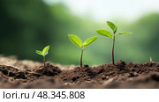 emergence stages of tree growth ai generated. Стоковое AI-изображение, AI-художник Vectorwin / Фотобанк Лори