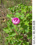 Дикорастущий крымский пион (лат. Paeonia daurica). Лес в  Крымскиих горах, апрель. Стоковое фото, фотограф Сергей Рыбин / Фотобанк Лори