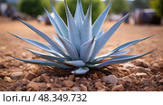 tequila blue agave plant ai generated. Стоковое AI-изображение, AI-художник Vectorwin / Фотобанк Лори