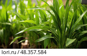 tall insulin plant ai generated. Стоковое AI-изображение, AI-художник Vectorwin / Фотобанк Лори