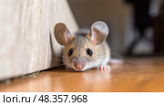 rodent house mouse ai generated. Стоковое AI-изображение, AI-художник Vectorwin / Фотобанк Лори