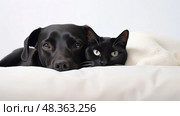nuzzling cat and dog on white ai generated. Стоковое AI-изображение, AI-художник Vectorwin / Фотобанк Лори