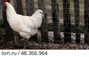 Rooster and white chickens in a homestead foraging feed at Backyard Coop. Brown hen wandering in a farmyard. Breeding livestock animals in agribusiness for free range organic egg and poultry industry. Стоковое видео, видеограф Марина Демидюк / Фотобанк Лори