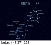 Scorpius constellation, illustration with the names of basic stars against the starry sky. Стоковая иллюстрация, иллюстратор Елена Иванова / Фотобанк Лори