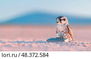 The Savvy Raptor: A kestrel types away in the serene desert landscape, a witty take on modern bird life. Стоковое AI-изображение, AI-художник Данила Большаков / Фотобанк Лори
