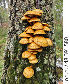 Гриб Чешуйчатка золотистая на стволе дерева. A group of fungus golden pholiota or adiposa (Pholiota aurivella or adiposa) on the bark of a tree in a forest. Стоковое фото, фотограф Сергей Пристяжнюк (Serg Zastavkin) / Фотобанк Лори
