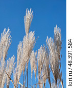 Мискантус на фоне голубого неба. Silvergrass or Miscanthus sinensis grass on blue sky background. Стоковое фото, фотограф Сергей Пристяжнюк (Serg Zastavkin) / Фотобанк Лори