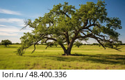field osage orange tree ai generated. Стоковое AI-изображение, AI-художник Vectorwin / Фотобанк Лори